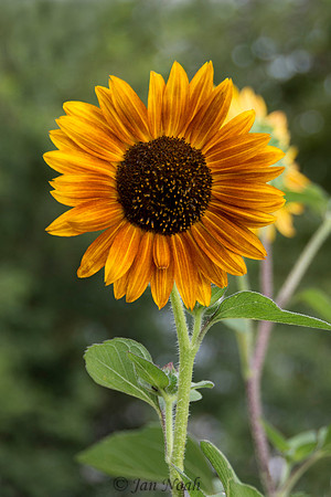 Sunflower Face