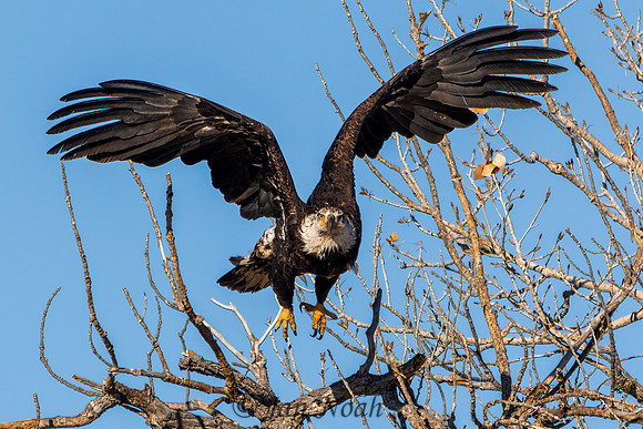 Taking Flight