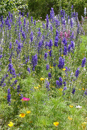 Wildflowers