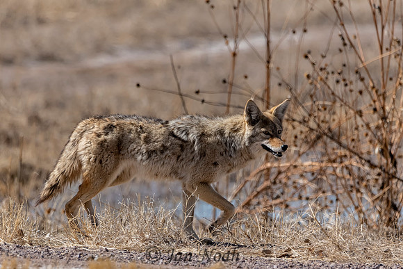 Coyote on the Hunt