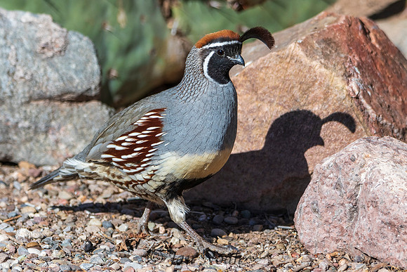 Gambel Quail