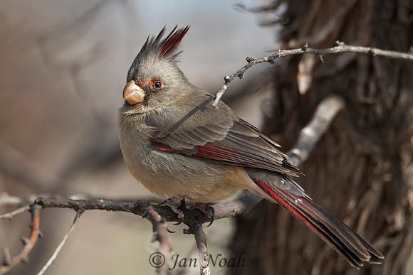 Female Desert Cardinal