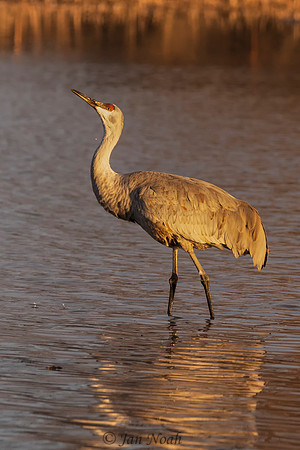 Sunset Crane