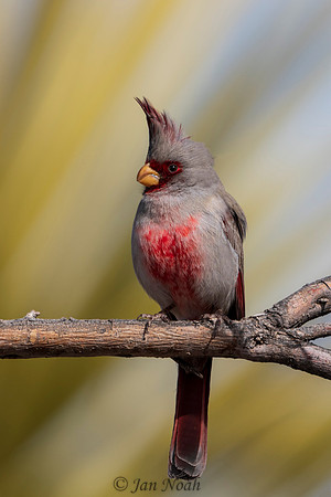 Male Desert Cardinal