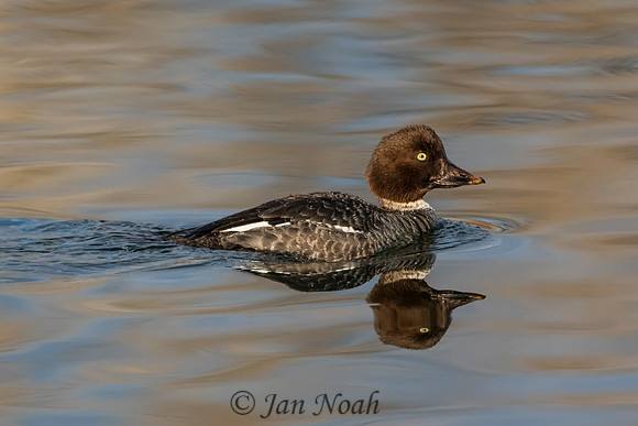 Female Goldeneye