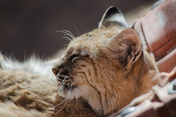 Lounging Bobcat