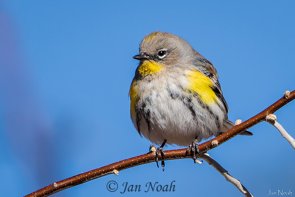 Yellow-rumped Warbler