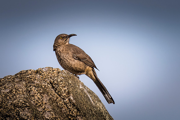 Curved-billed Thrasher