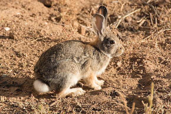 Desert Dweller