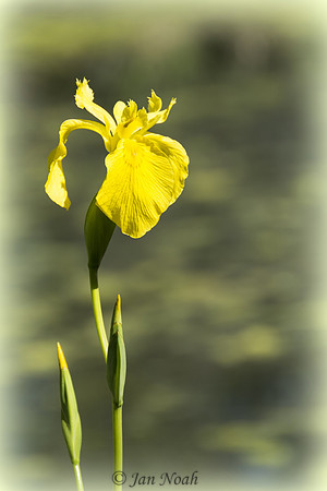Yellow Iris in Bloom