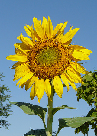 Giant Sunflower