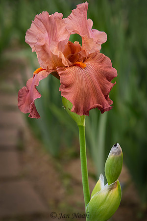 Iris