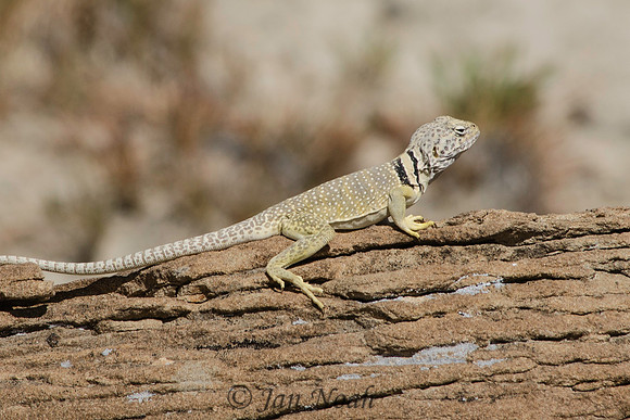 Collared Lizard