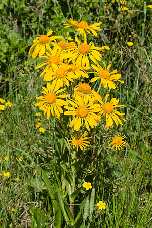 Yellow in Bloom