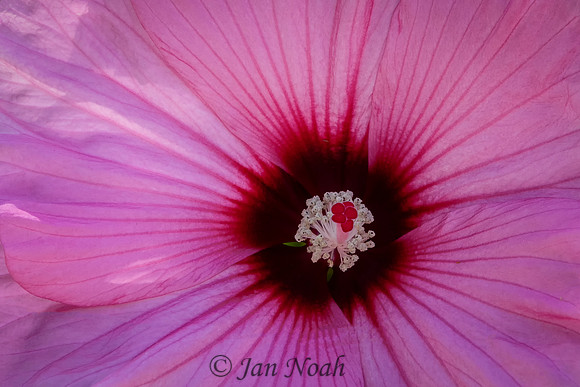 Hibiscus