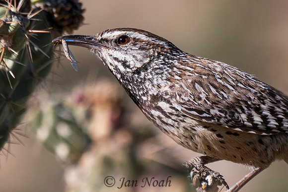 Cactus Wren