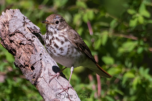 Hermit Thrush