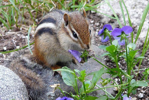 Chipmunk at Lunch
