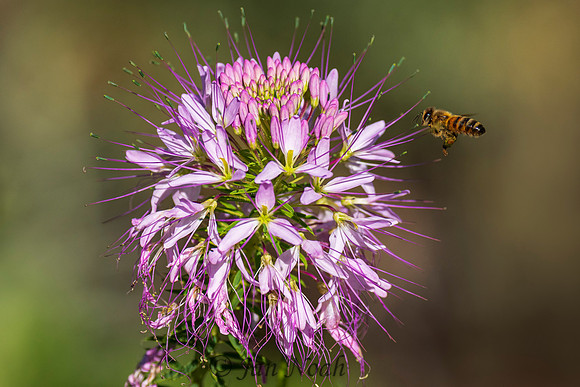 Rocky Mountain Bee Flower