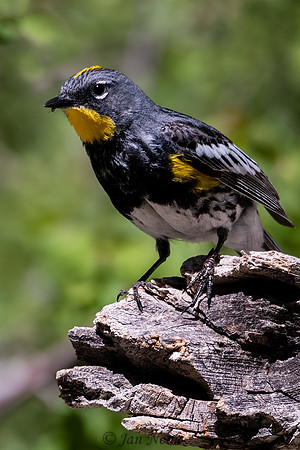 Yellow-rumped Warbler