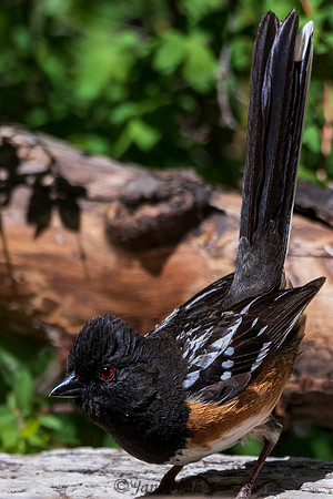 Spotted Towhee Tail Up