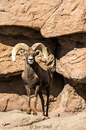 Bighorn Sheep