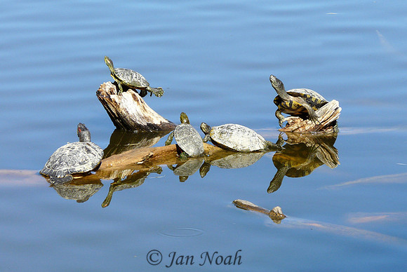 Turtle Yoga