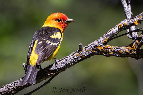 Male Western Tanager