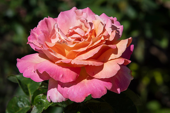 Rose Beauty