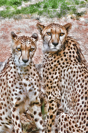 Cheetah Pairing