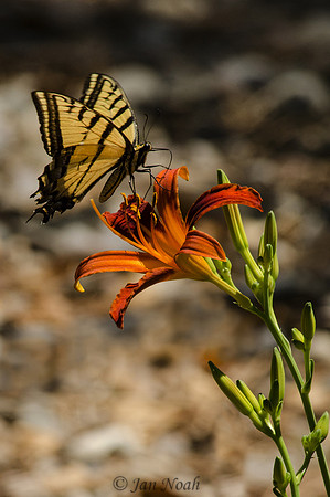 Visiting Swallowtail