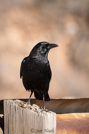 Raven on Watch