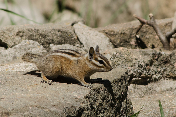 Visiting Chipmunk