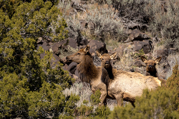 Female Elk