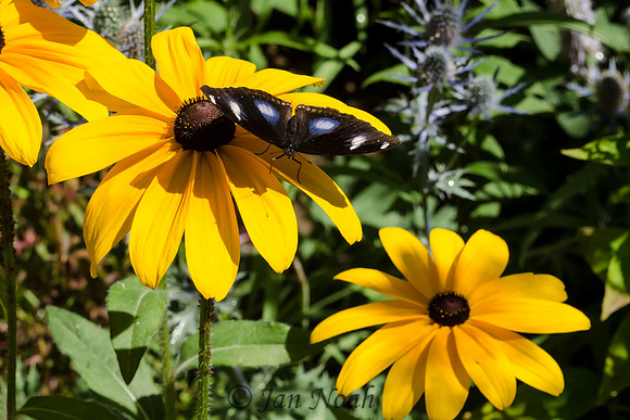 Butterfly Landing