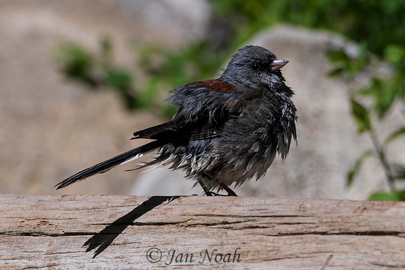 Fluffed Up