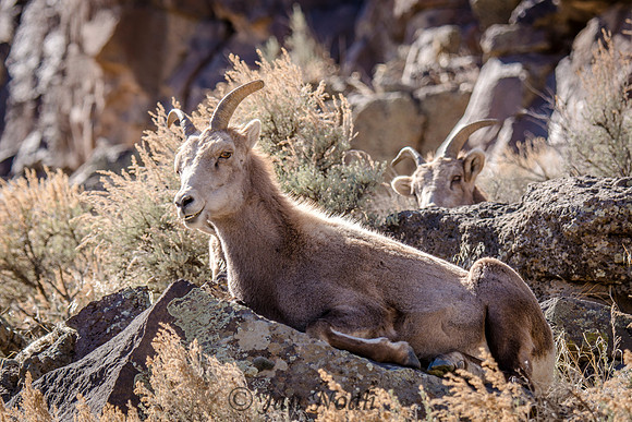 Bighorns Sunning