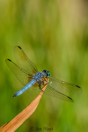 Blue Dasher