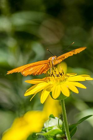 Julia Longwing Butterfly