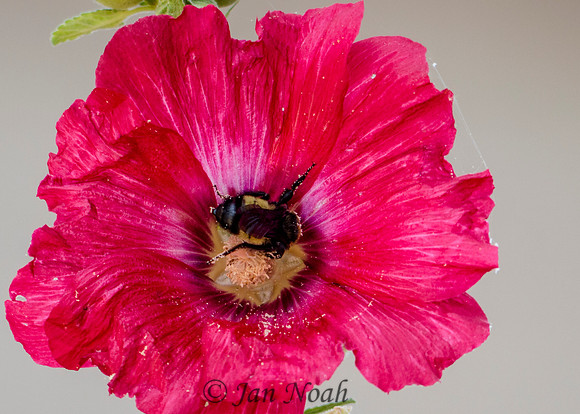 Pollen Dancer