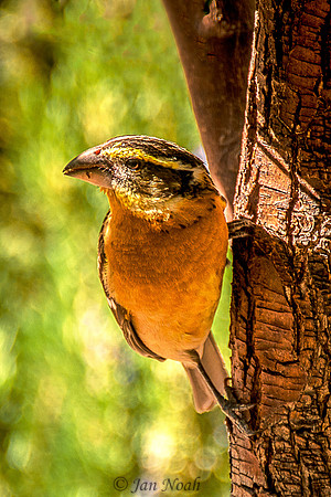 Grosbeak