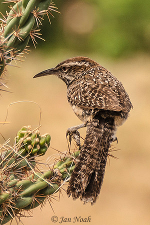 Cactus Wren