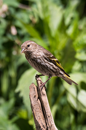 Pine Siskin