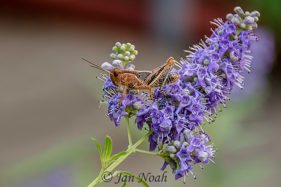 A Grasshopper of a Different Color