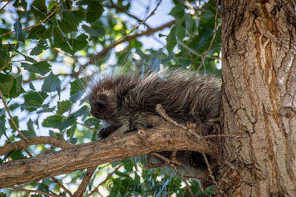 Resting Porcupine