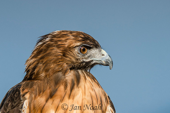 Red-tailed Hawk
