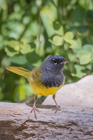 MacGillivray's Warbler