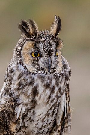 Long-eared Owl