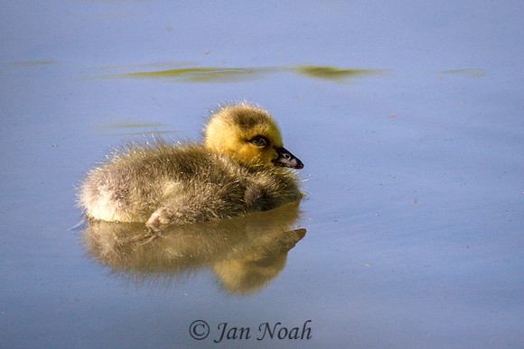 Canada Goose Gosling