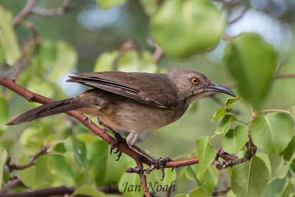 Curved-bill Thrasher